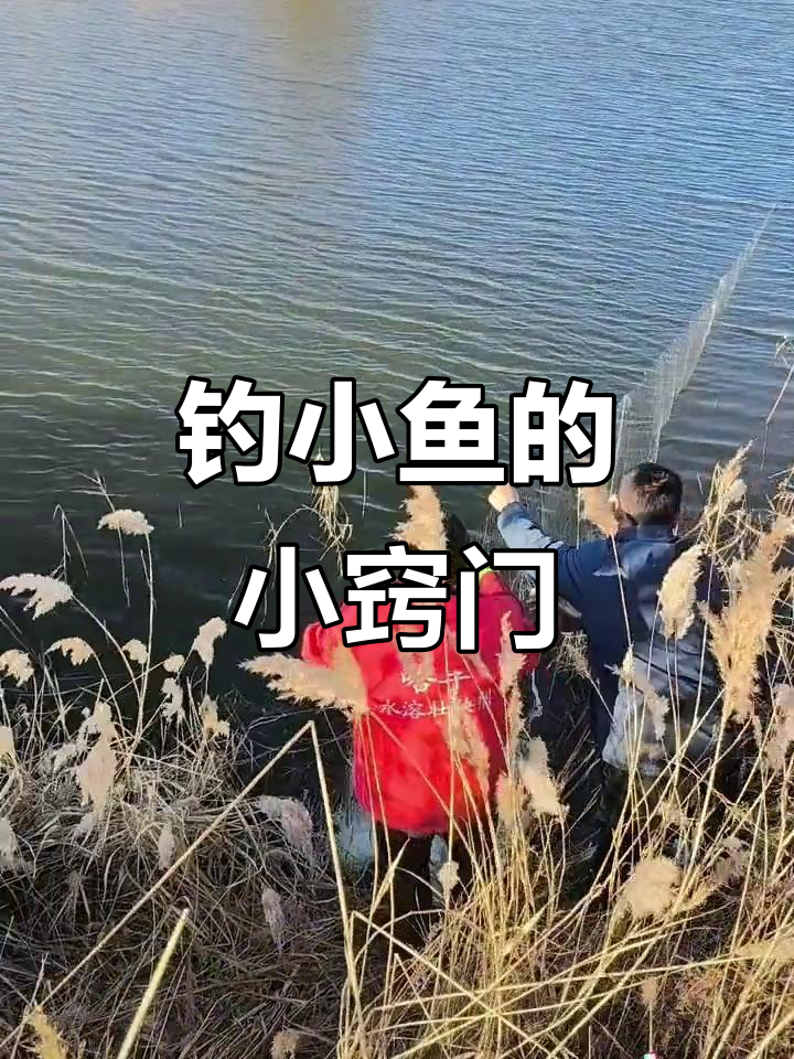 小鲫鱼和麦穗的欢乐时光,钓鱼小技巧大揭秘