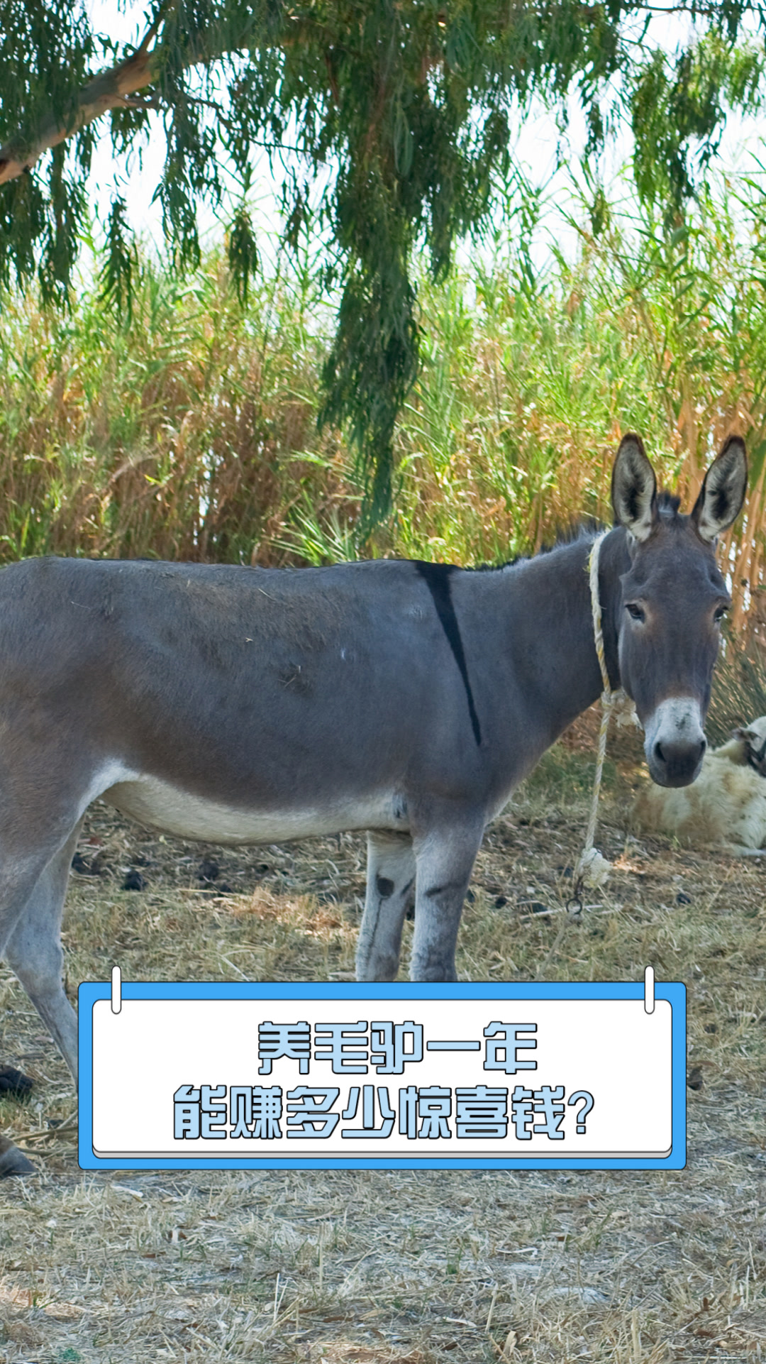 养毛驴一年,能赚多少惊喜钱?