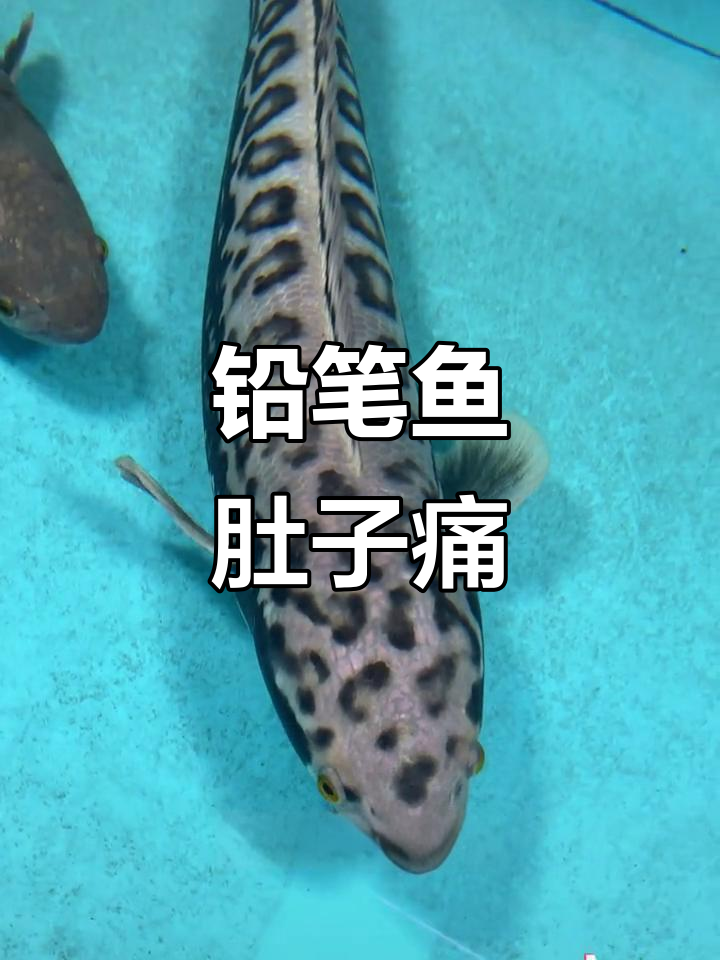 铅笔鱼吃错东西,肚子疼得不行!