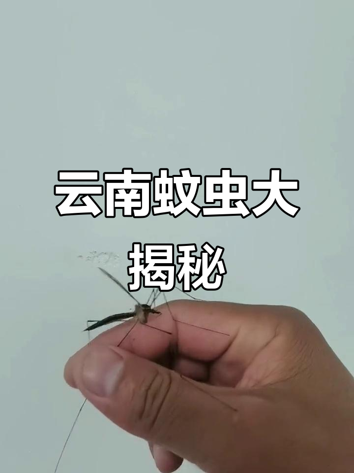 云南18怪之一:蚊子炒菜,两个就够一盘了