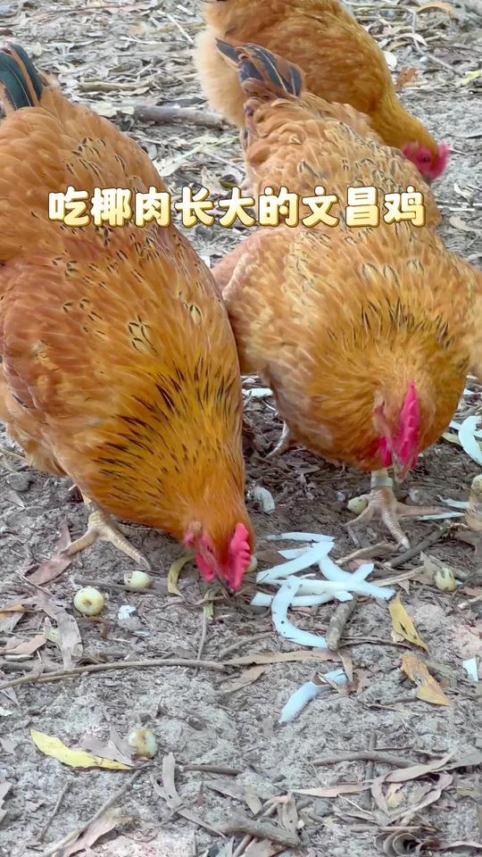 炒鸡还得是用文昌公鸡肉,肉质紧实Q弹