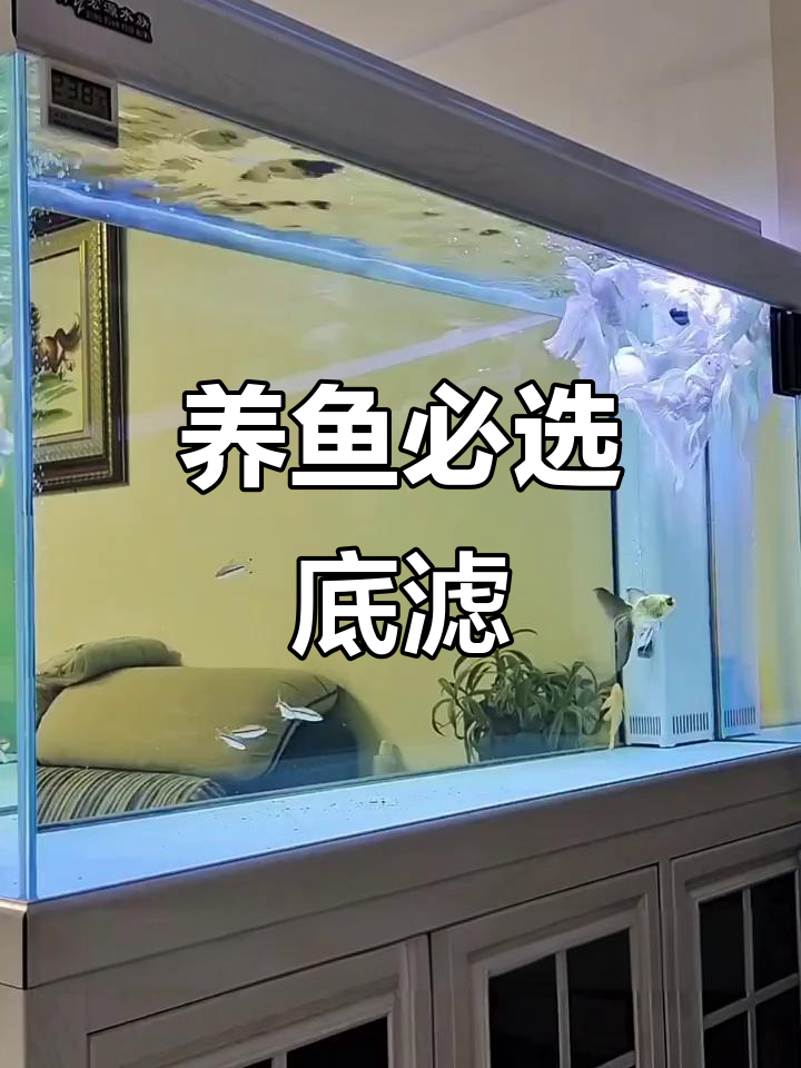 底滤鱼缸更佳选择,养鱼必备知识!