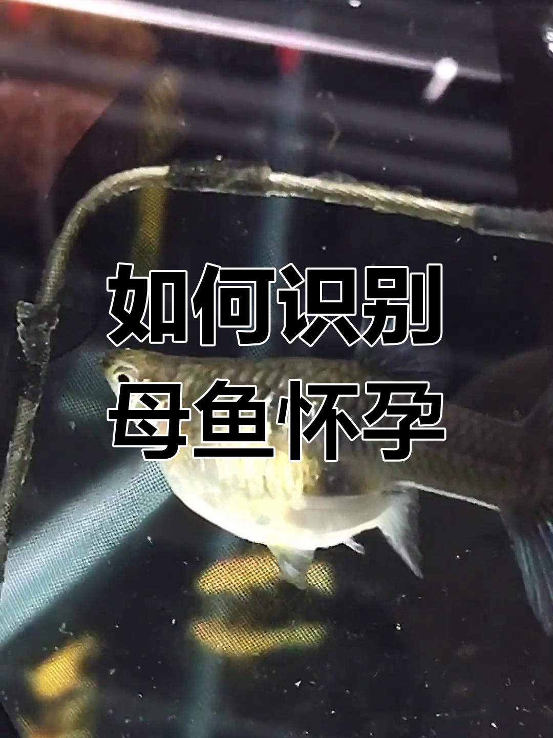 孔雀鱼怀孕判断技巧