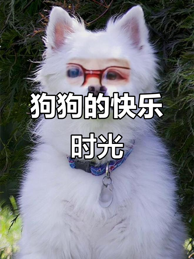 小狗爱吃肉骨头,陪伴我度过每一天