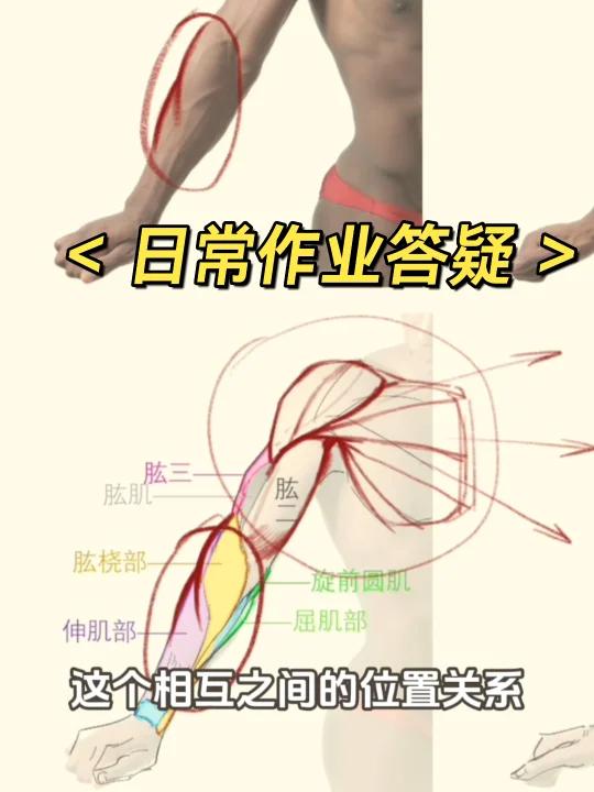 作业答疑:解剖结构与肌肉关系的一体化展现!
