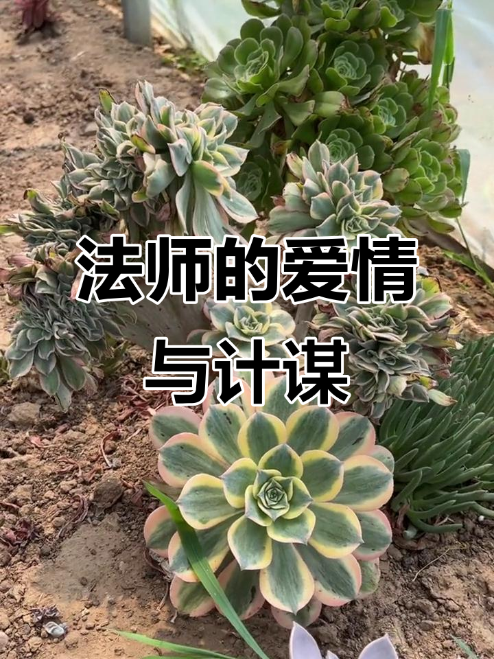 灿烂缀化法师,爱情就像一场计杀