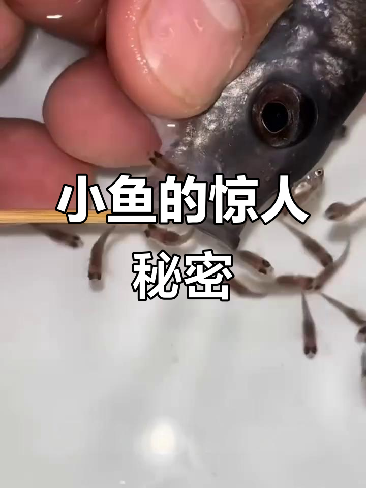 男人从鱼肚子里掏出大量活鱼,简直不敢相信!