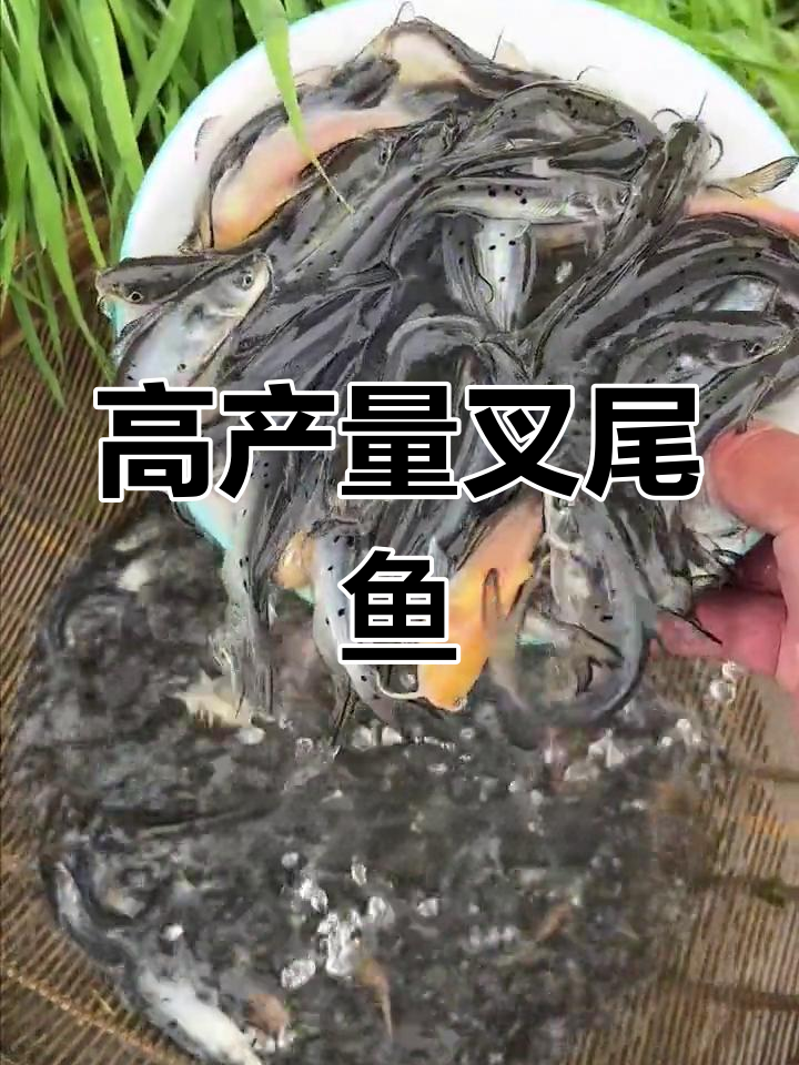 叉尾鱼:高潜力淡水养殖品种