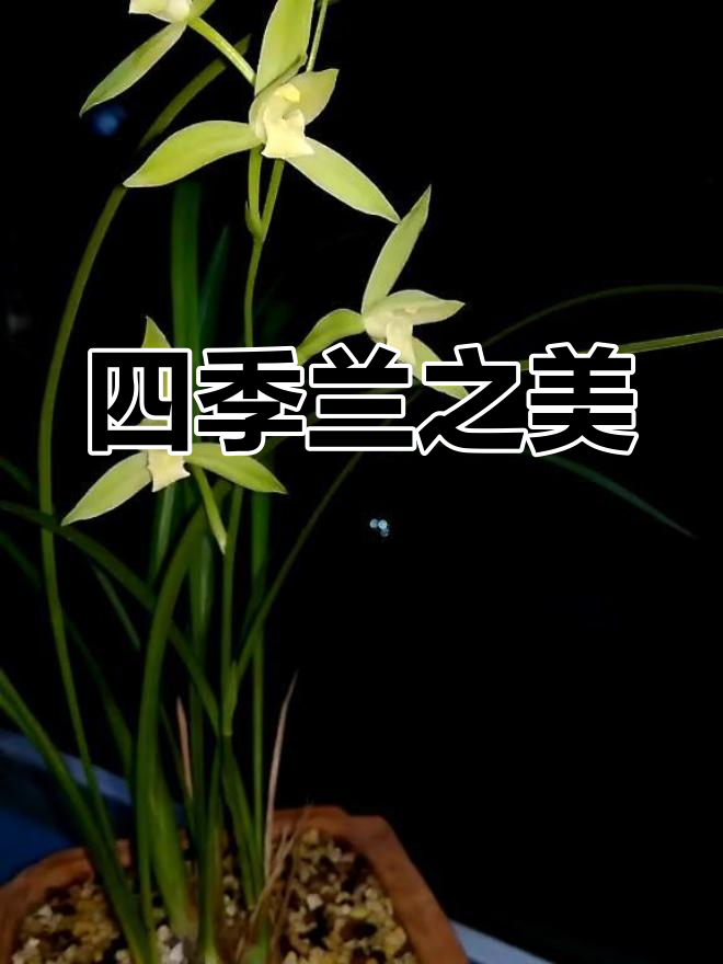 四季兰的美丽与魅力,鱼魫大贡展现兰花风采