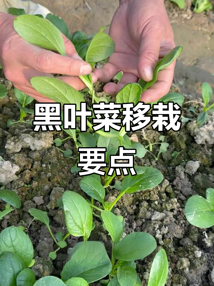 农家黑叶青菜移栽技巧,春季蔬菜断档期如何应对