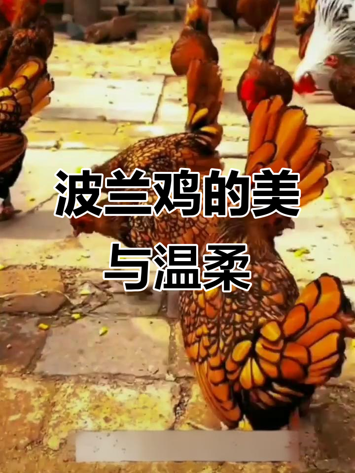 波兰鸡:世界上最美的凤头鸡,温顺可爱惹人爱