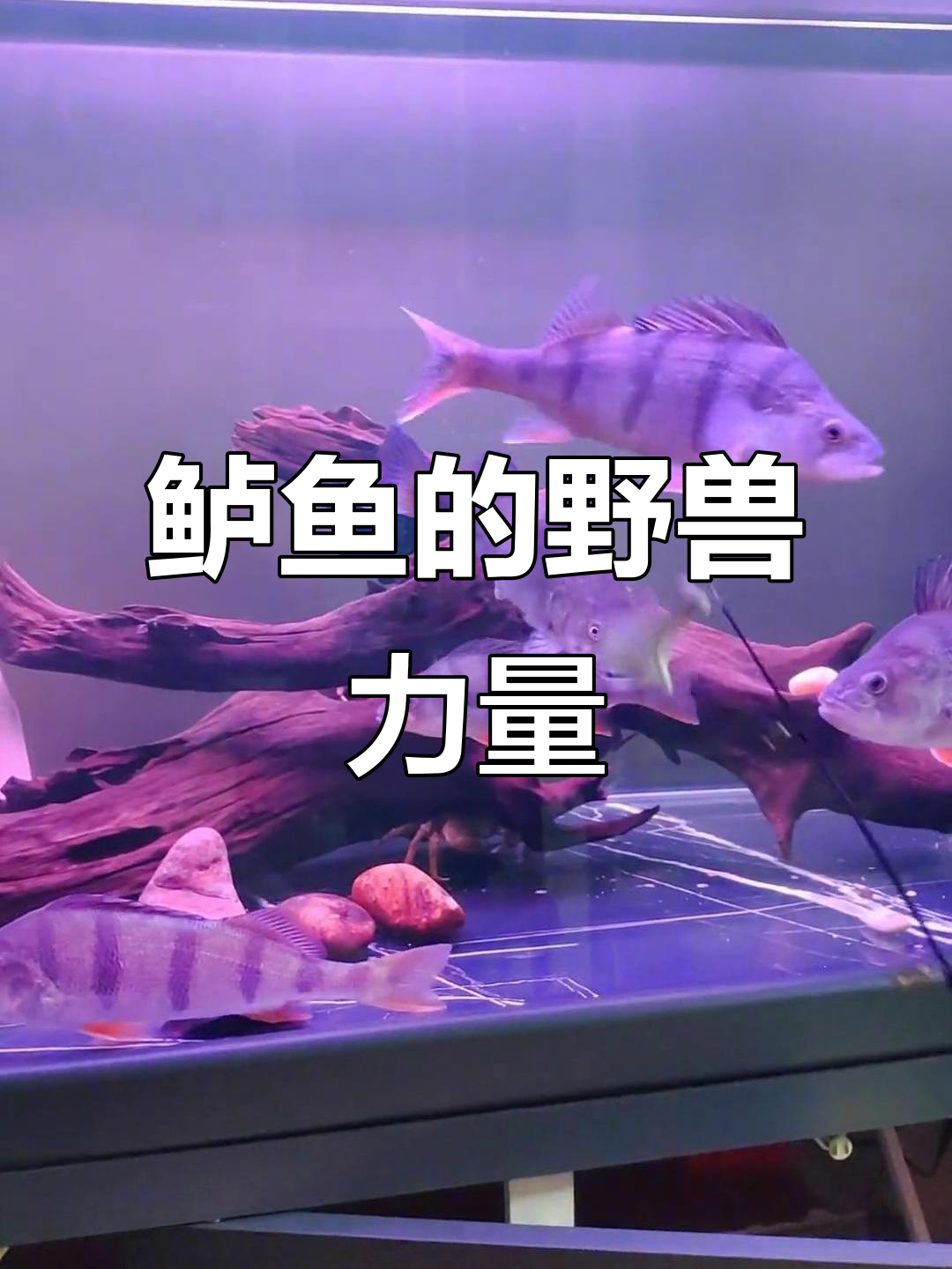 鲈鱼凶猛,五道黑吓得躲起来