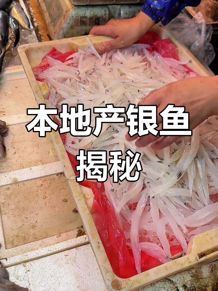 本地银鱼与面条鱼的真相,口感鲜美不容错过