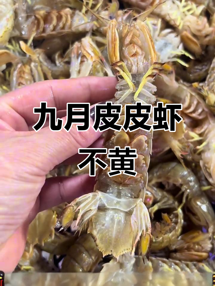 天津本地皮皮虾肥美,9月无黄,十月才有