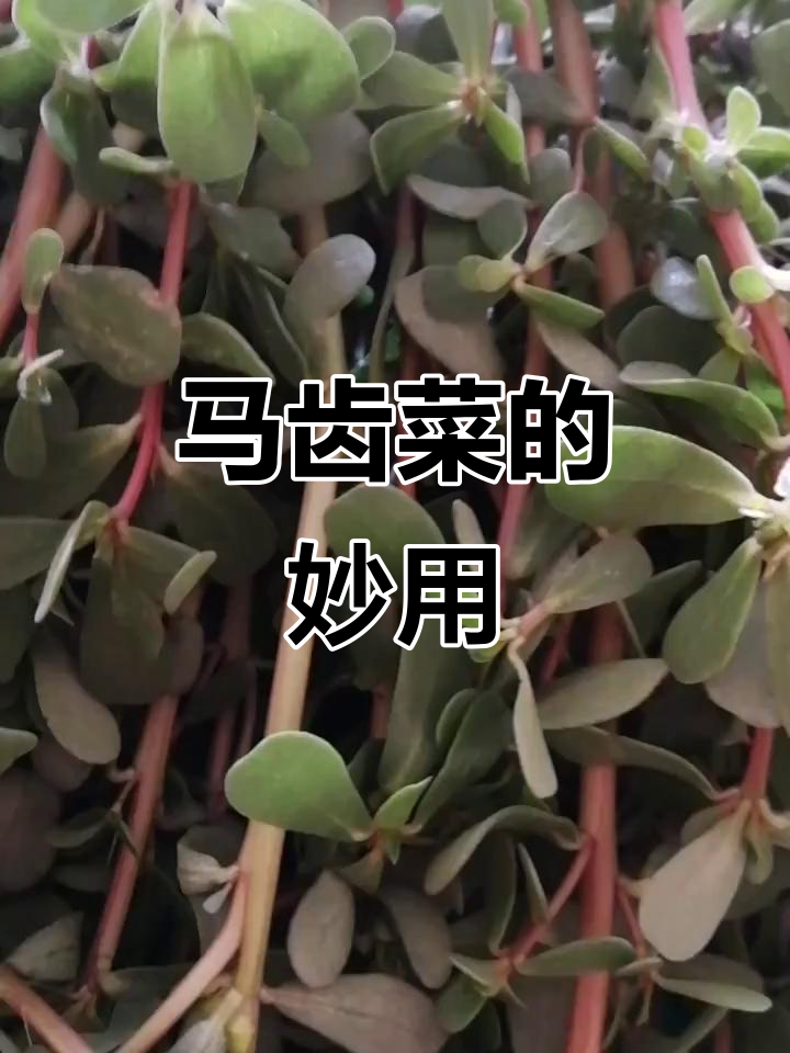 马齿菜晒干保存,做馅包饺子香气扑鼻,简单又美味!