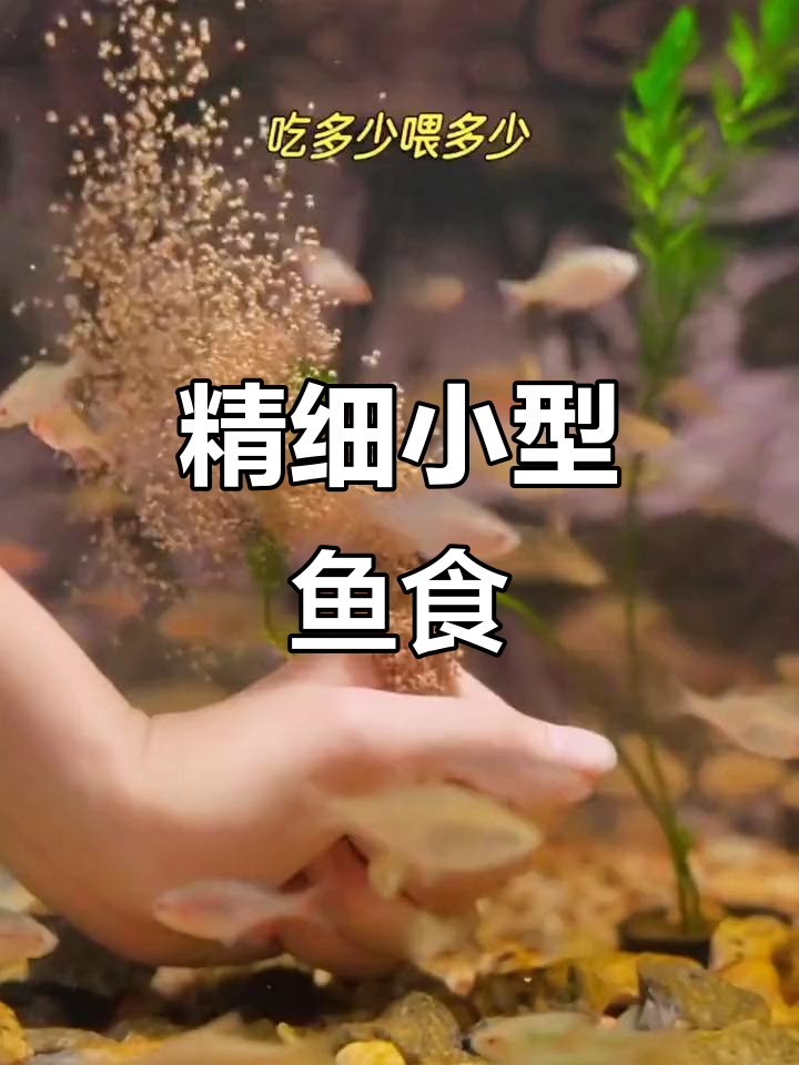 小型鱼饲料,适合各种热带观赏鱼的精致颗粒