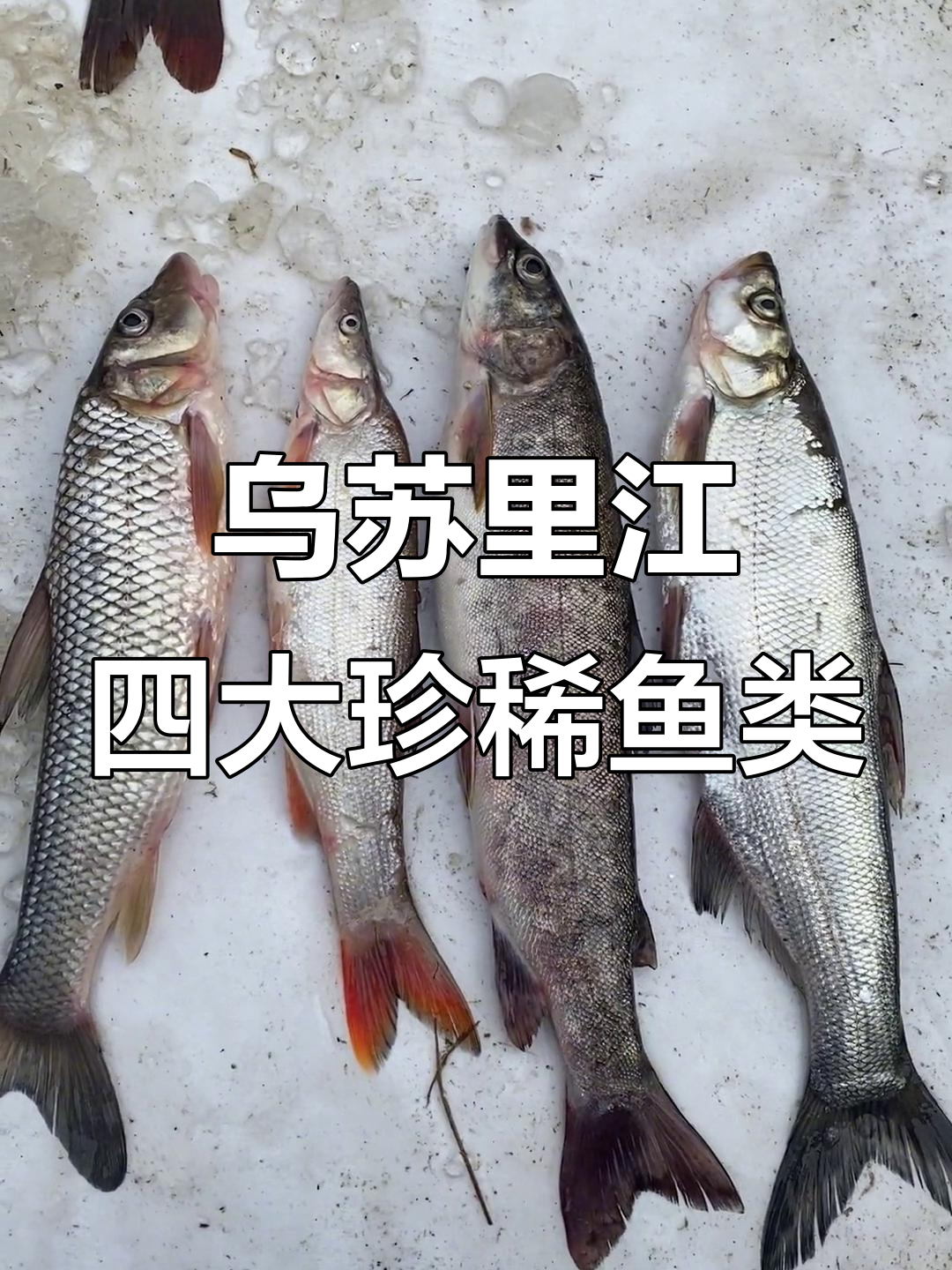 乌苏里江四大名鱼揭秘:虫虫、细鳞龟与翘嘴白鱼的独特魅力