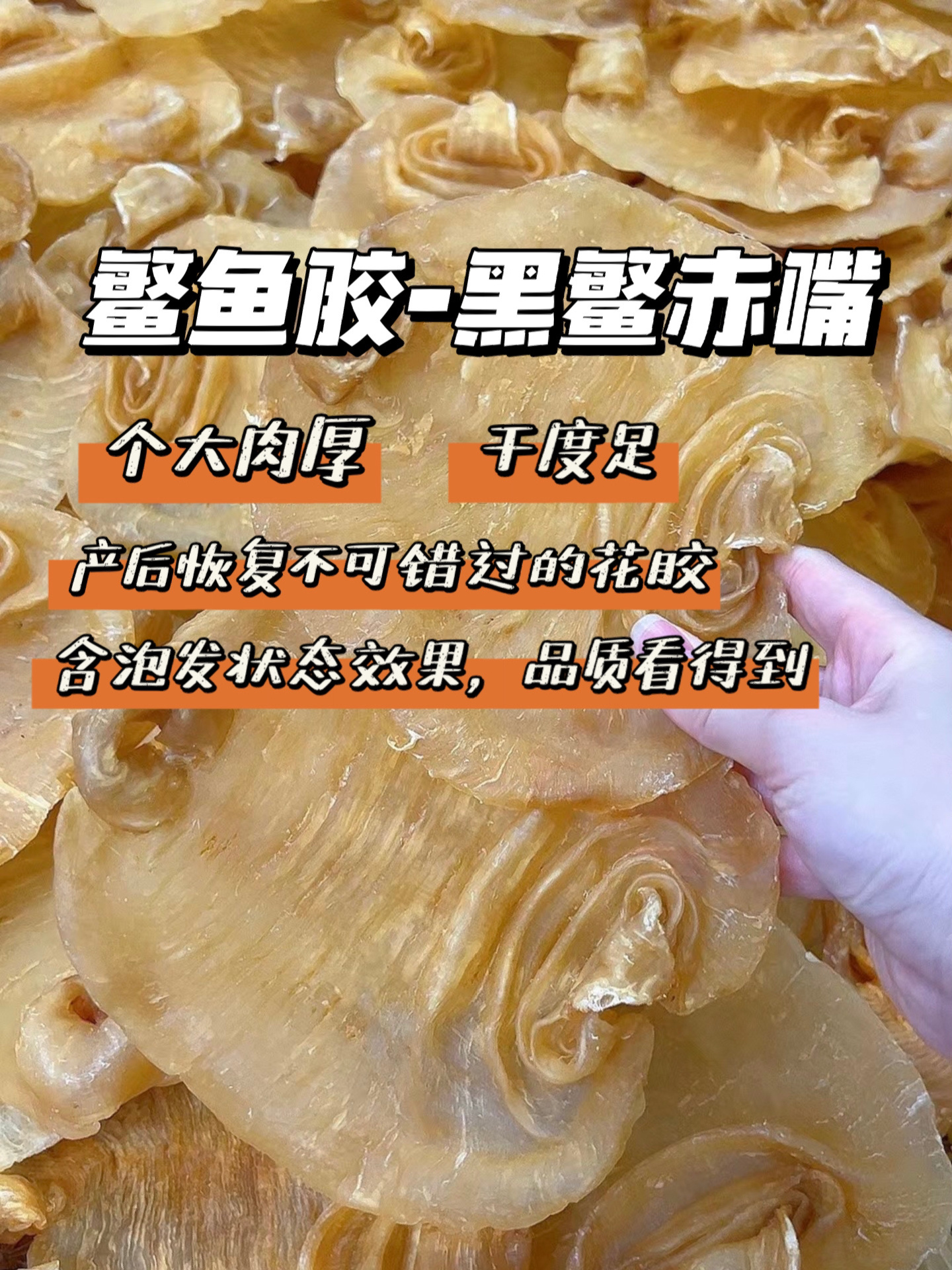 今天拍一下鳘鱼胶-黑鳘赤嘴,含泡发后的状态