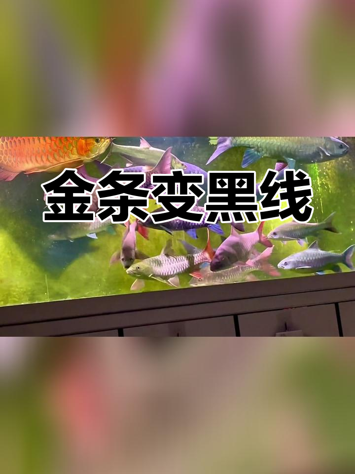 皇室金吉罗鱼的黑线消失现象