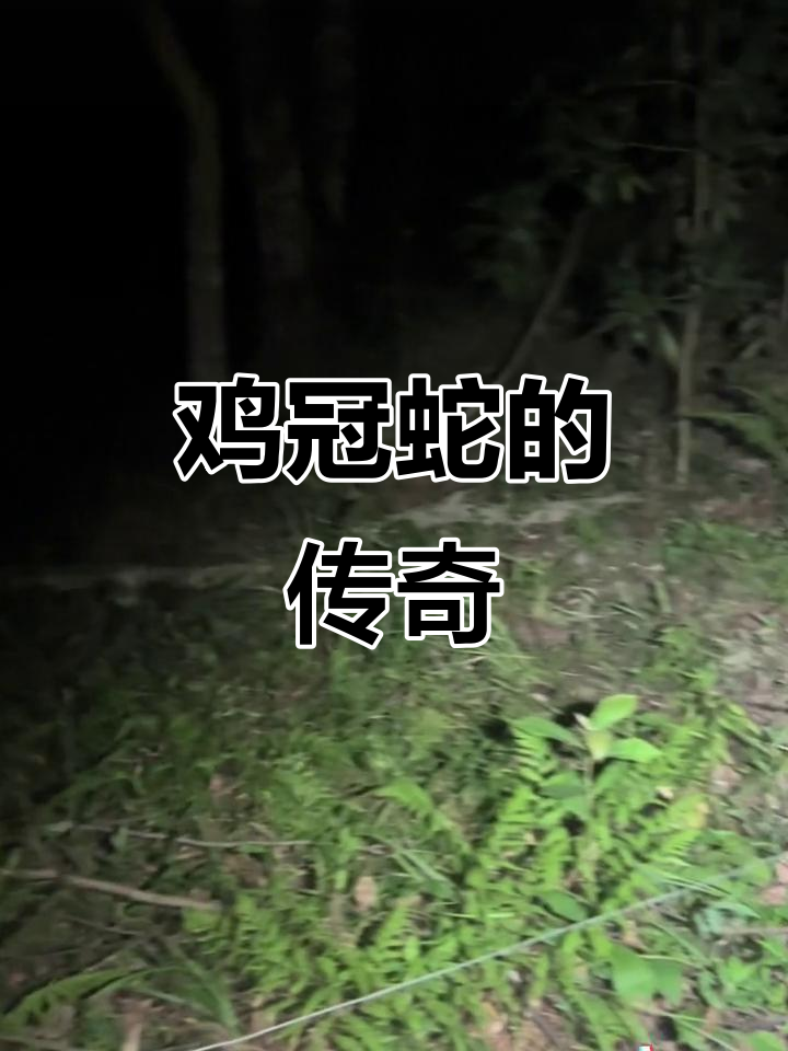 鸡冠蛇,神秘传说中会飞、喷火的奇异生物