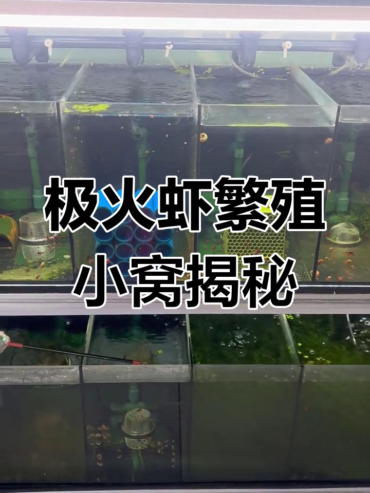 极火虾繁殖必备:三种缸的产量大比拼