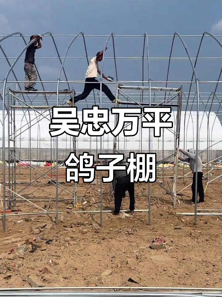甘肃吴忠鸽子养殖大棚建设,一万平米打造创业新机遇