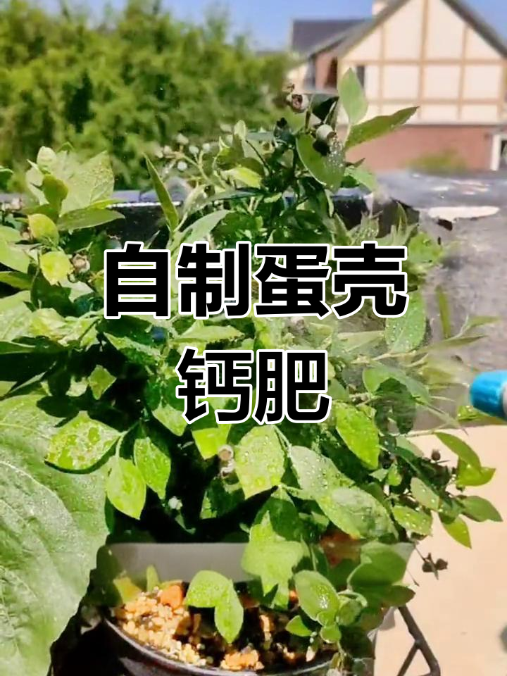 鸡蛋壳变废为宝,自制有机钙肥助力草莓番茄生长