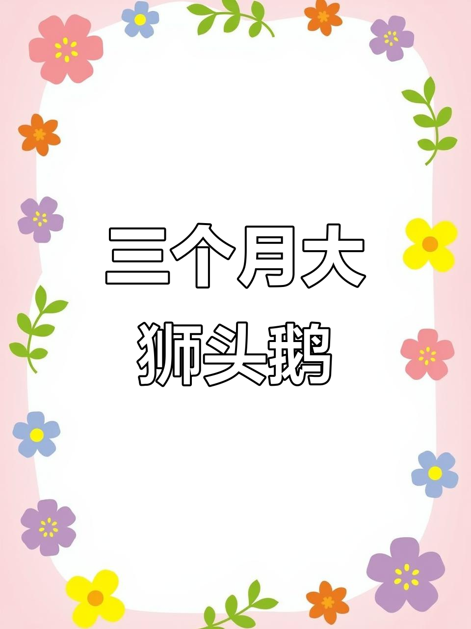 纯种狮头鹅苗成长记,三个月已显威猛