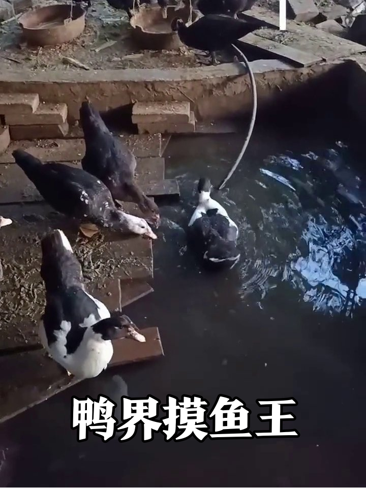 鸭子界的摸鱼冠军!一只下水全群围观,这班谁爱上谁上