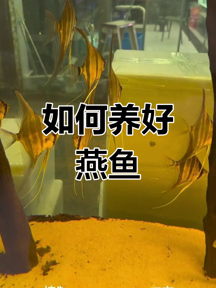 燕鱼饲养技巧与注意事项