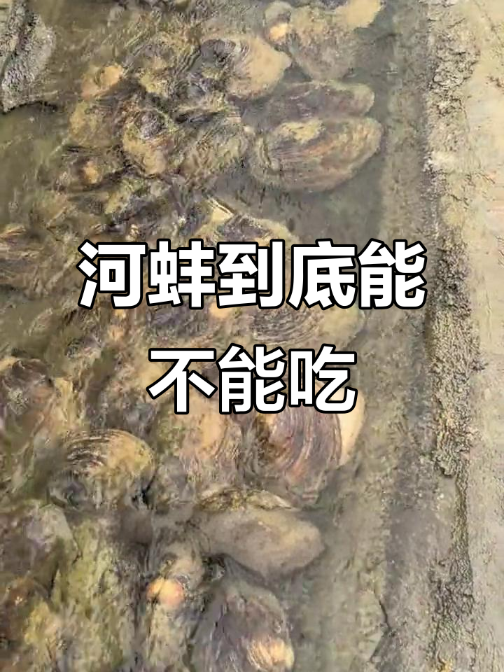 河蚌能吃吗?了解它的营养与处理难度