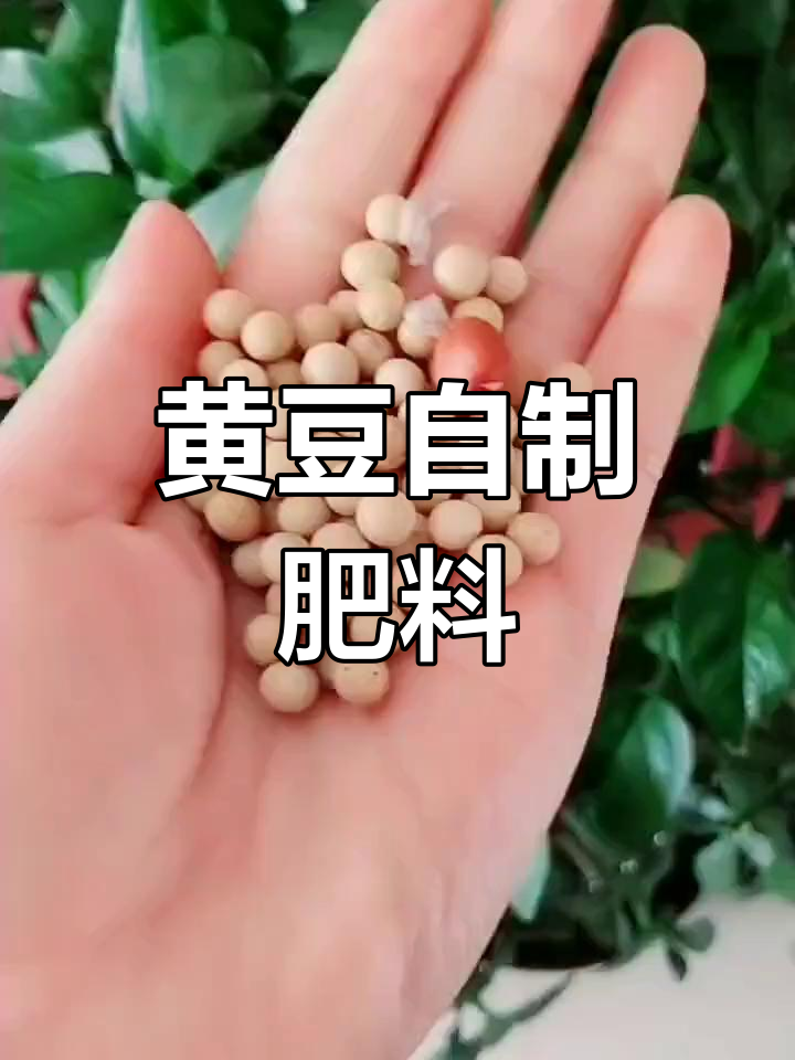 用黄豆做化肥,简单又环保