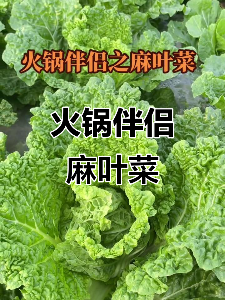火锅必备麻叶菜,绿色蔬菜助农新选择