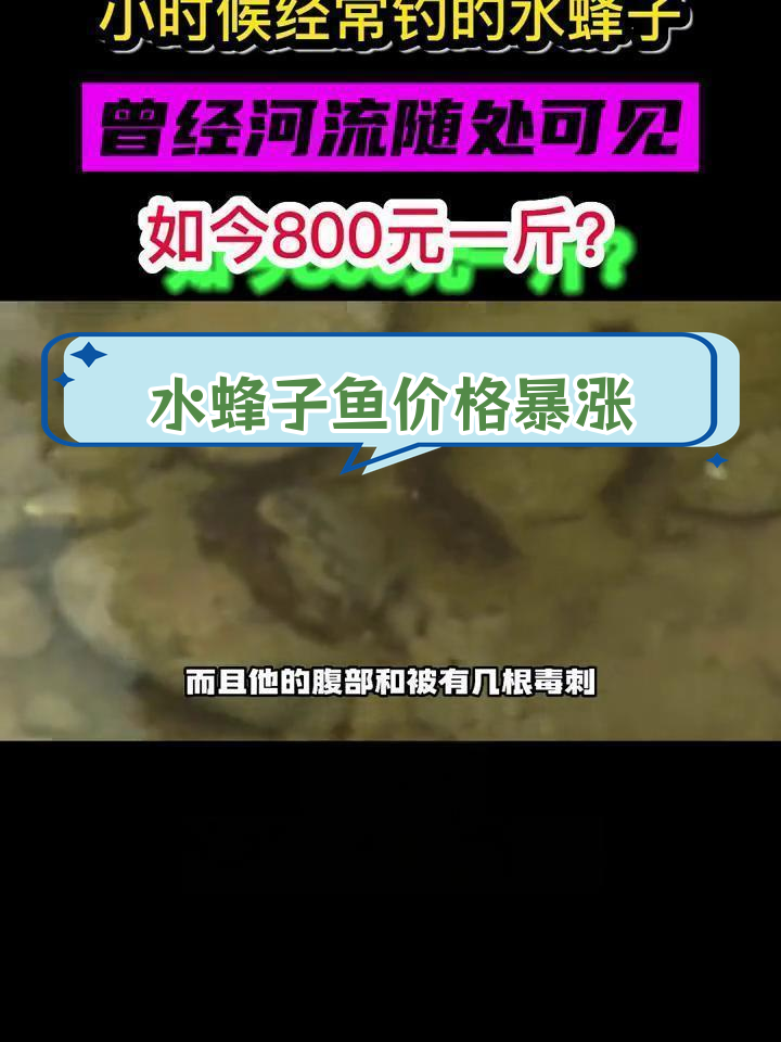 野生水蜂子鱼为何如此昂贵?
