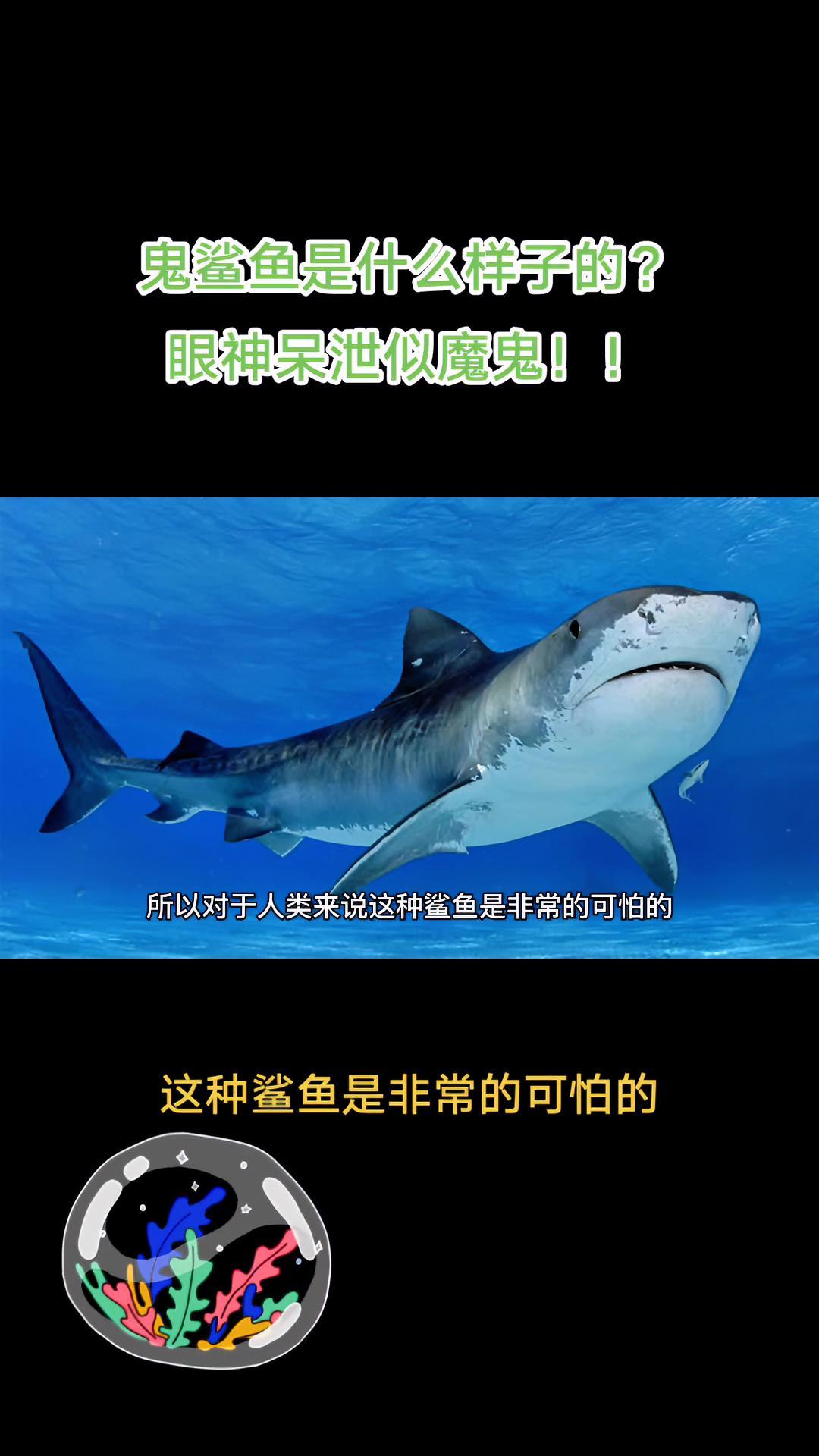 鬼鲨鱼是什么样的?眼神呆泄似魔鬼!未解之谜 神奇大自然 奇闻奇事 海洋生物