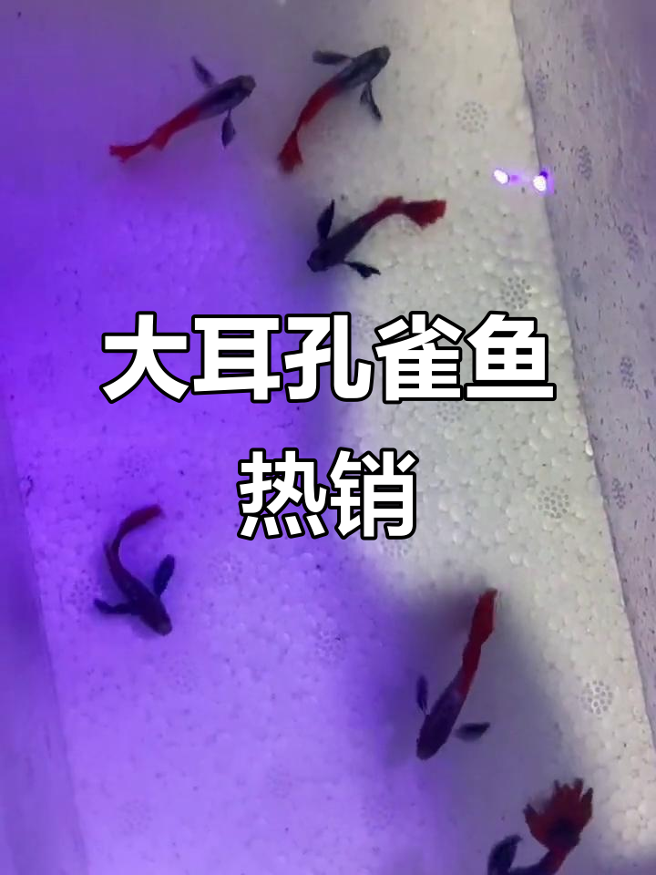 泰系大耳朵孔雀鱼，超受欢迎！