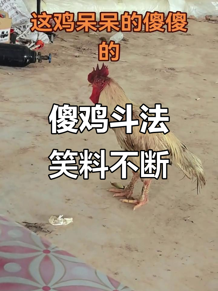 泰国傻鸡大公鸡,打鸣搞笑不停歇