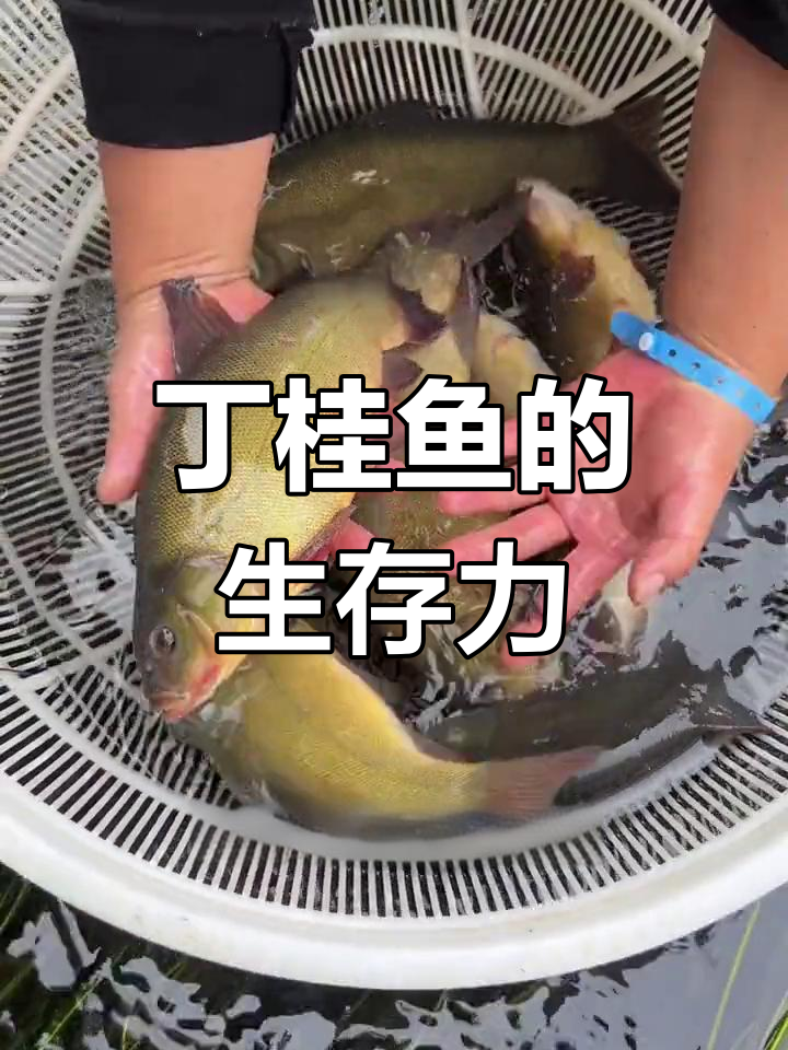 丁桂鱼耐寒抗低氧,南北皆宜养殖,肉质鲜美易养