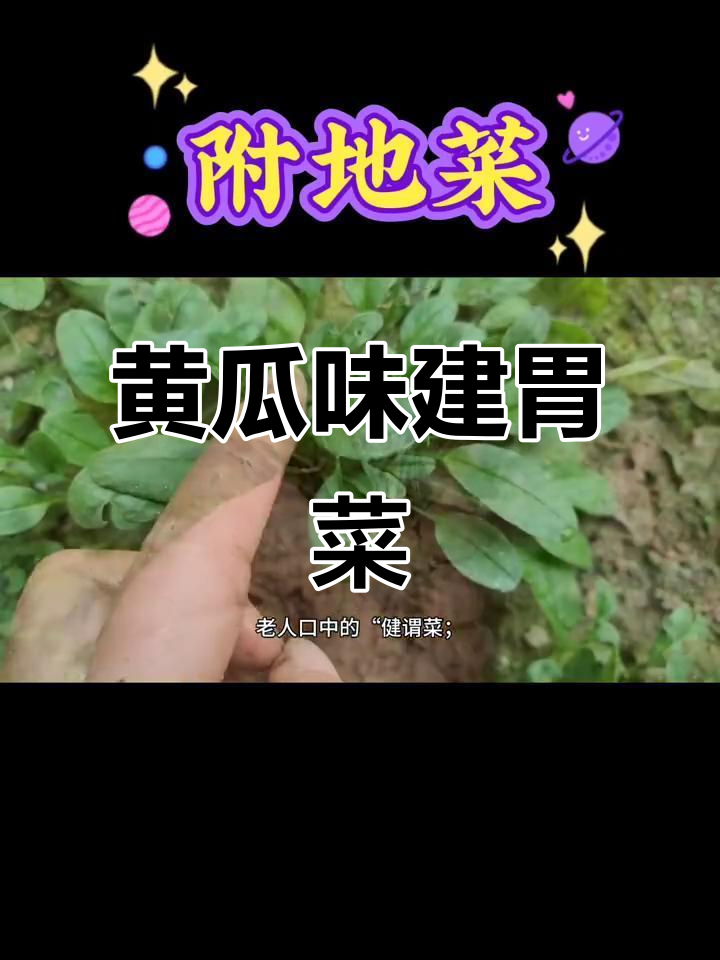 复地菜:健胃又爽口,凉拌木耳更美味