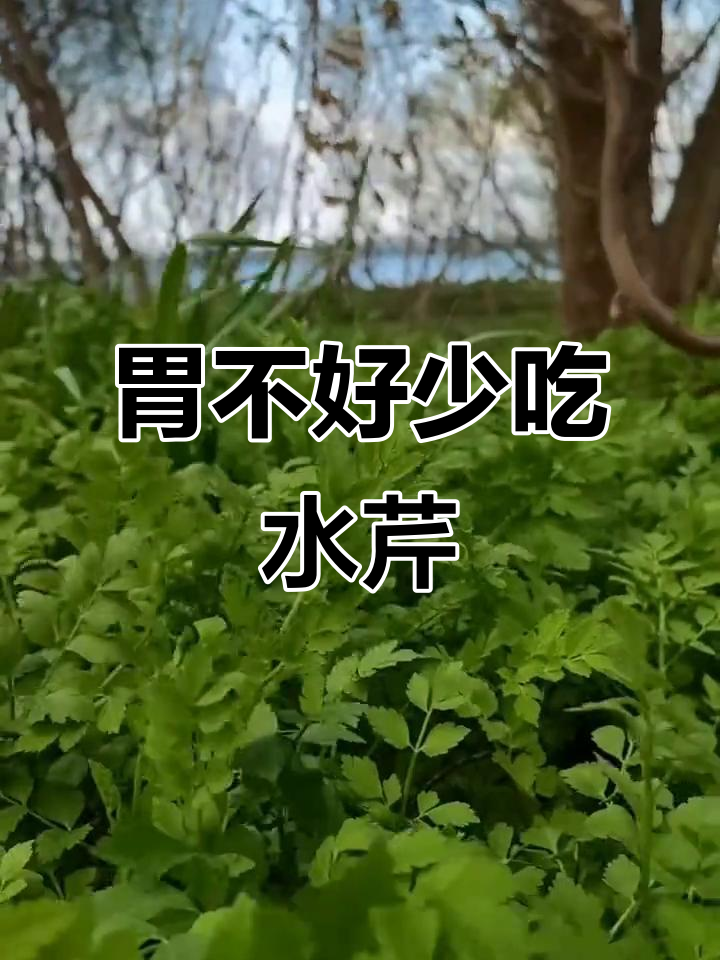 水芹菜虽好,但胃不好的人要少吃!烹饪前必须焯水去除草酸