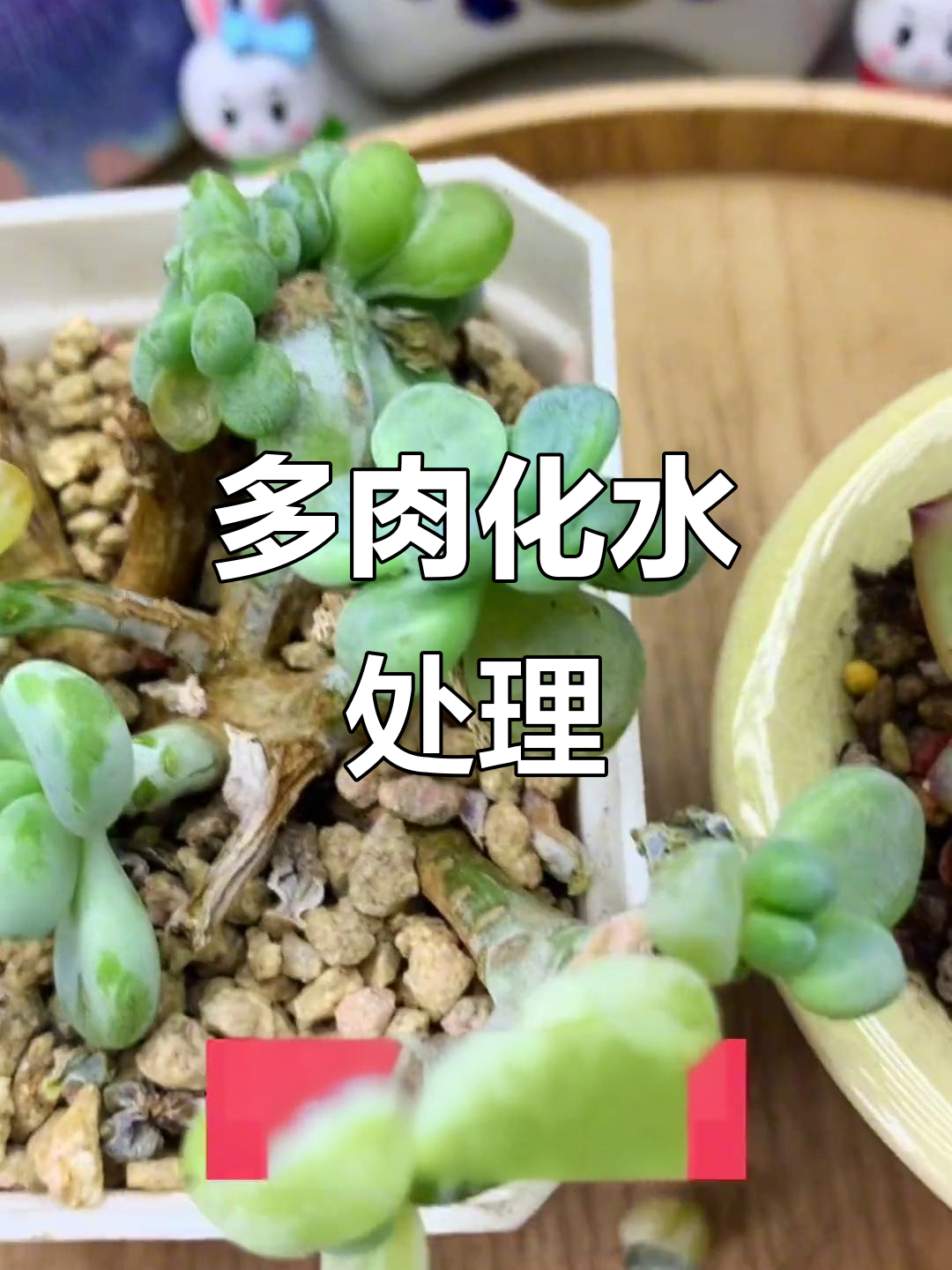 多肉叶片透明，警惕化水！教你如何应对与预防