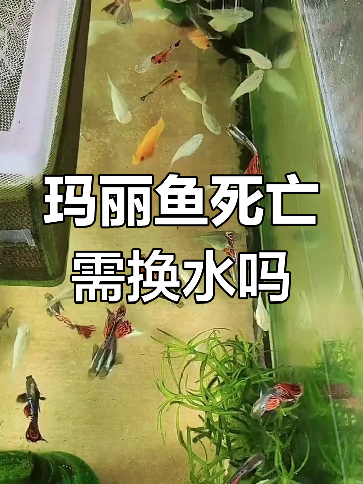 鱼缸里死了一条玛丽鱼,换水还是继续观察?