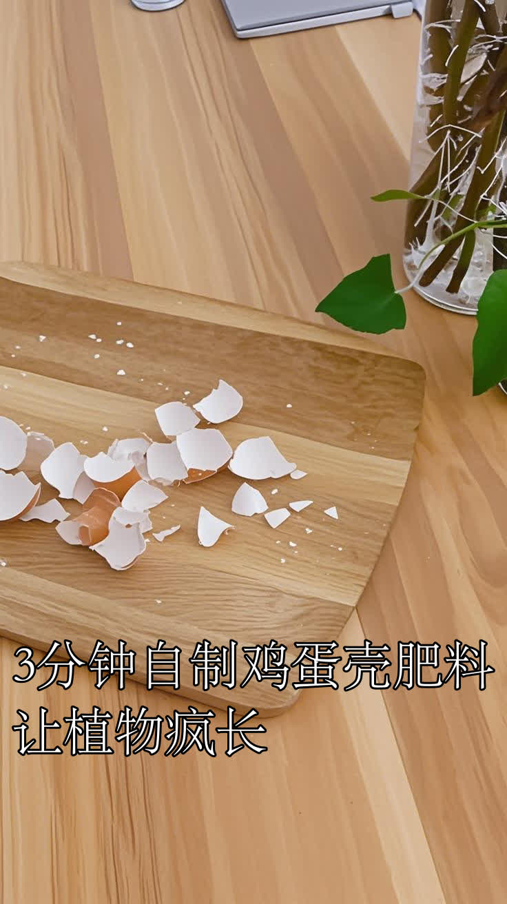 3分钟自制鸡蛋壳肥料让植物疯长