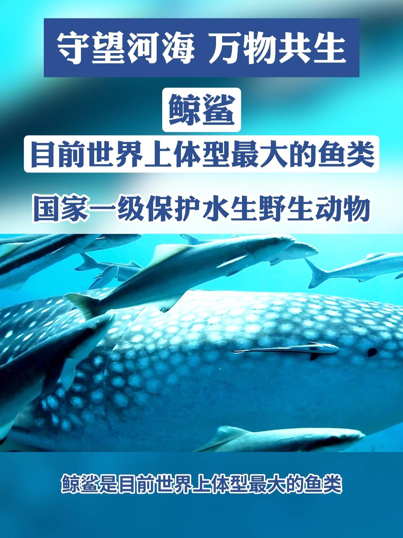鲸鲨,世界上最大的鱼类,一口能吞下一辆小汽车。#科普 #水生 #环境保护 #动物