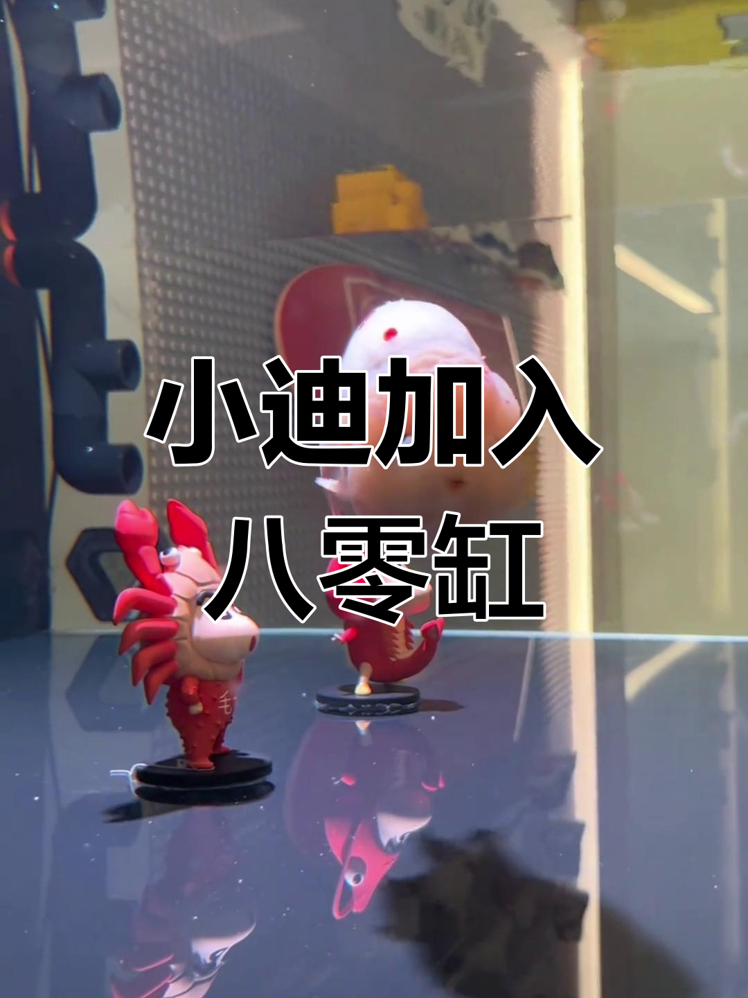 80缸新成员“小迪”入缸,包子脸樱花鱼带来惊喜