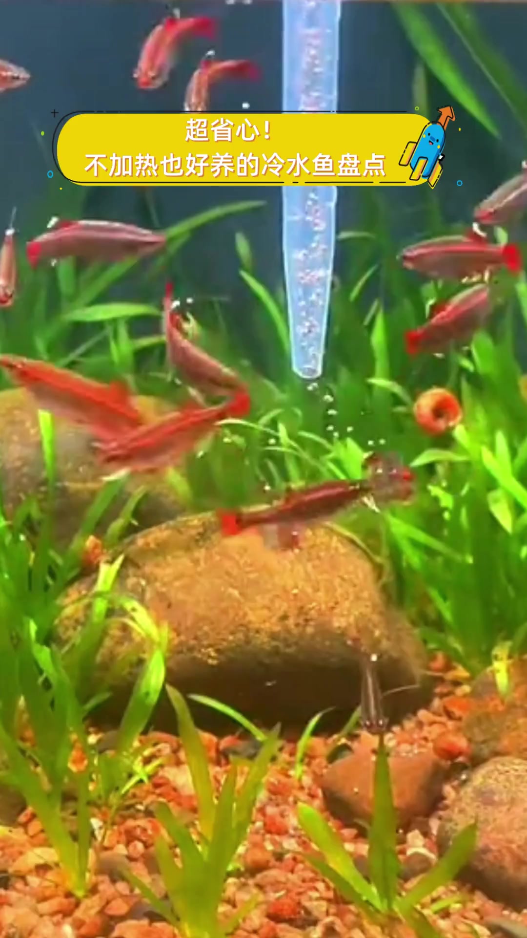 超省心!不加热也好养的冷水鱼盘点