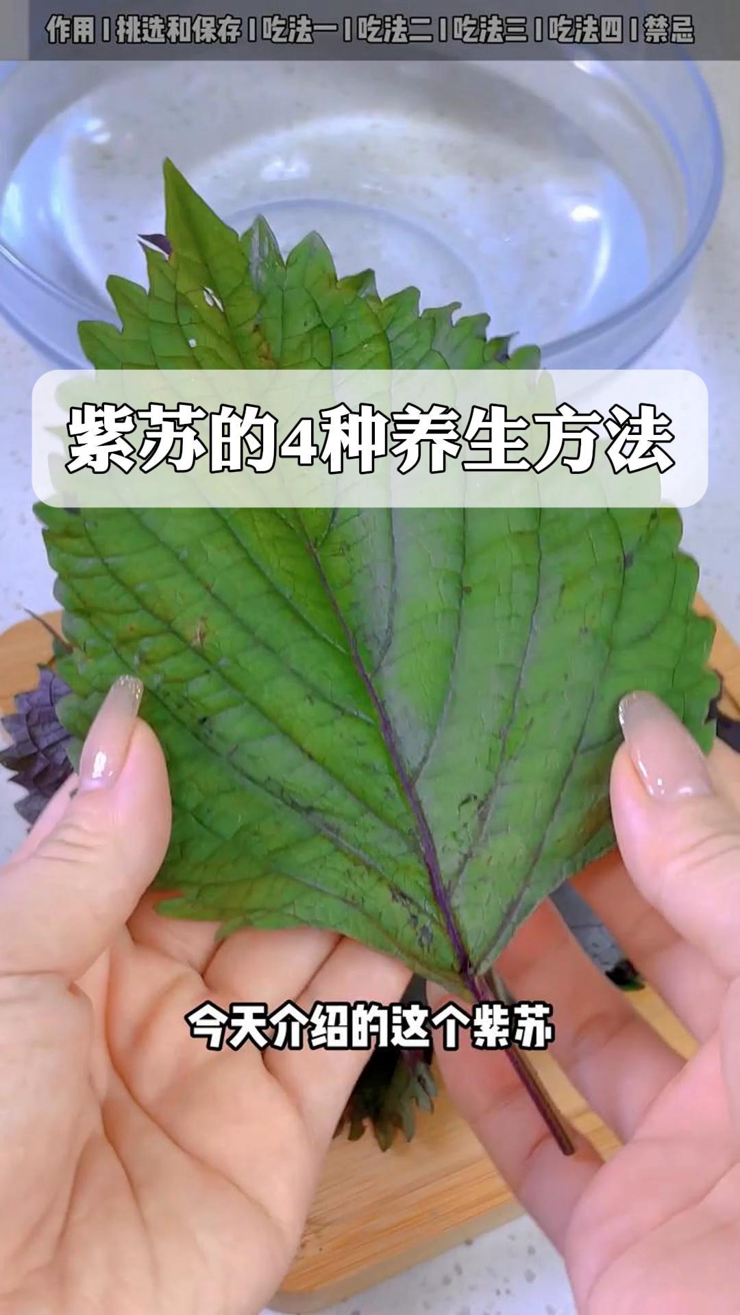 紫苏的4种养生方法