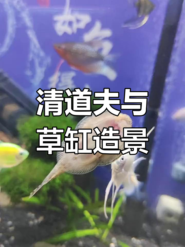 鱼缸中的自然景观:琵琶鼠鱼的奇妙世界
