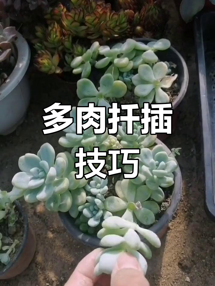 劳尔多肉繁殖方法