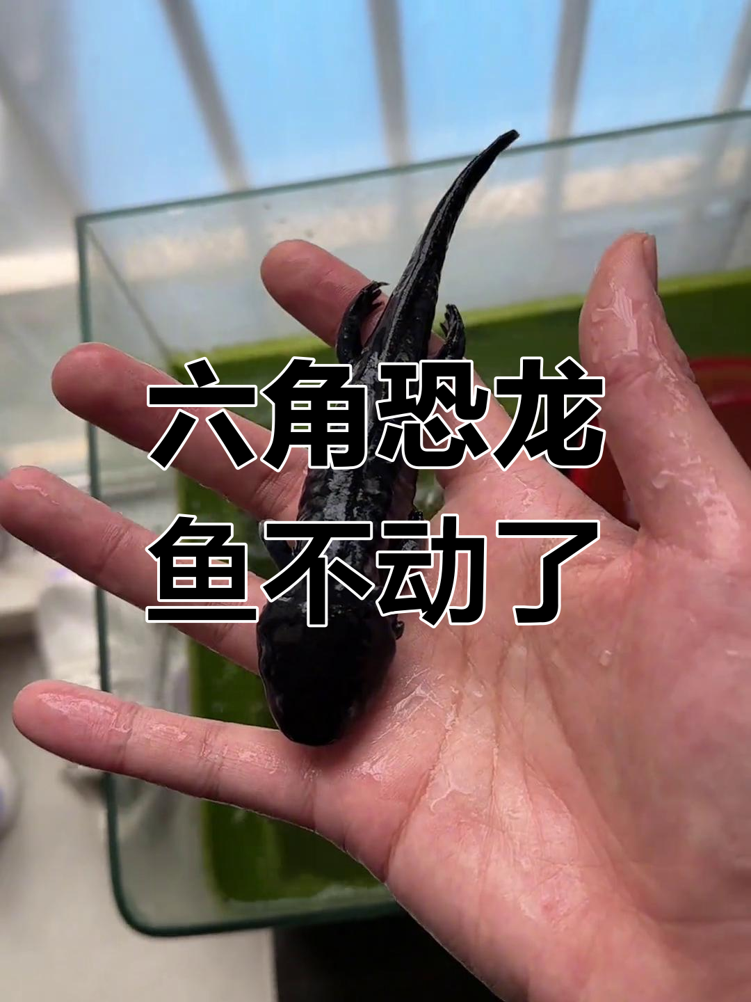 六角恐龙鱼沉底不动,疑似死亡